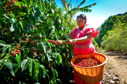 Colombia Coffee Fresh Coffee Beans